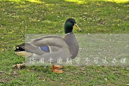 信用卡逾期可不可以办理本金分期 信用卡逾期可不可以办理本金分期