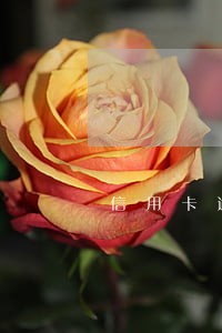信用卡逾期可以一次性还清本金吗 信用卡逾期可以一次性还清本金吗