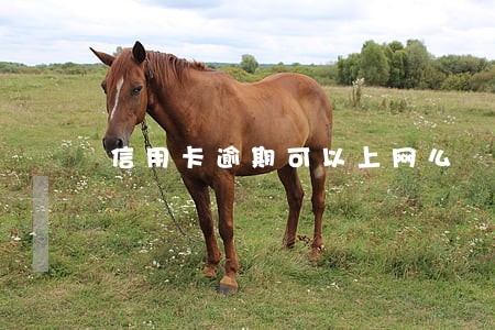 信用卡逾期可以上网么 信用卡逾期可以上网么