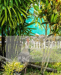 信用卡逾期可以不还利息么