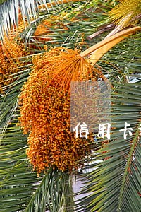 信用卡逾期可以不还滞纳金吗 信用卡逾期可以不还滞纳金吗