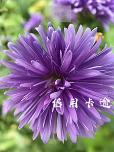 信用卡逾期可以买养老保险吗 信用卡逾期可以买养老保险吗