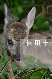 信用卡逾期可以交养老保险吗 信用卡逾期可以交养老保险吗