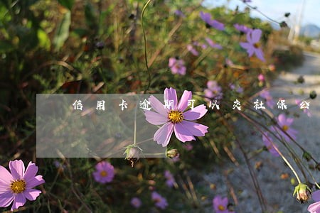 信用卡逾期可以交社保公积金吗 信用卡逾期可以交社保公积金吗