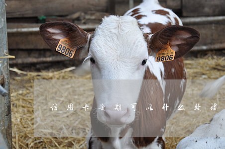 信用卡逾期可以什么处理