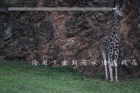 信用卡逾期可以借有钱花吗
