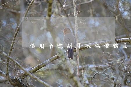 信用卡逾期可以做催收员吗 信用卡逾期可以做催收员吗