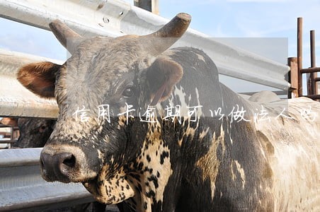 信用卡逾期可以做法人吗 信用卡逾期可以做法人吗