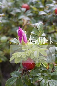 信用卡逾期可以做高铁嘛 信用卡逾期可以做高铁嘛
