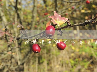 信用卡逾期可以养过来吗