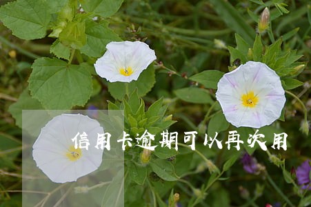 信用卡逾期可以再次用