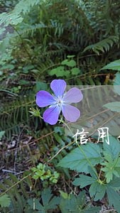 信用卡逾期可以出关吗 信用卡逾期可以出关吗