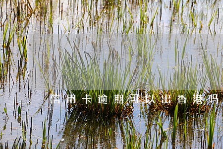 信用卡逾期可以出香港吗