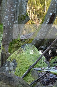 信用卡逾期可以分几月还吗 信用卡逾期可以分几月还吗