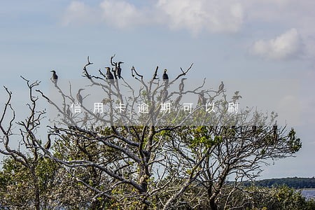 信用卡逾期可以刷 信用卡逾期可以刷