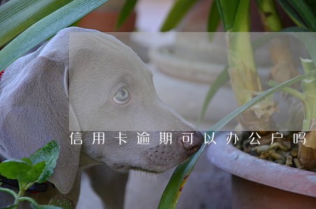 信用卡逾期可以办公户吗 信用卡逾期可以办公户吗