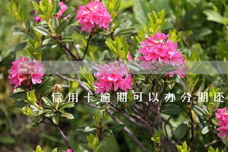 信用卡逾期可以办分期还款 信用卡逾期可以办分期还款