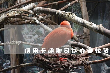 信用卡逾期可以办微粒贷 信用卡逾期可以办微粒贷