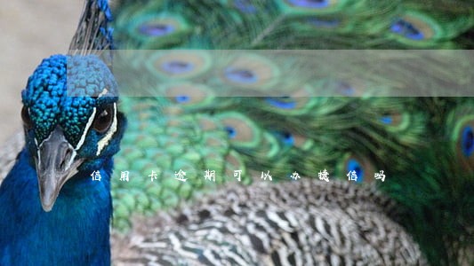 信用卡逾期可以办捷信吗