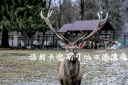 信用卡逾期可以办港澳通行证 信用卡逾期可以办港澳通行证