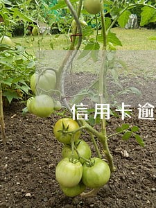 信用卡逾期可以办牡丹卡吗 信用卡逾期可以办牡丹卡吗