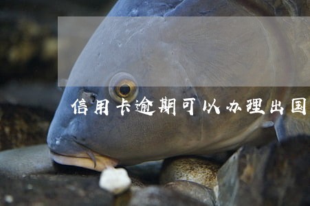 信用卡逾期可以办理出国打工吗 信用卡逾期可以办理出国打工吗