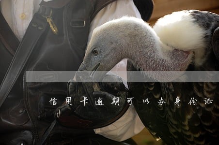 信用卡逾期可以办身份证 信用卡逾期可以办身份证