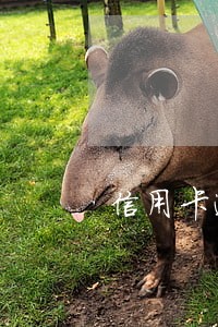 信用卡逾期可以办邮政卡么