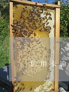 信用卡逾期可以动车吗 信用卡逾期可以动车吗
