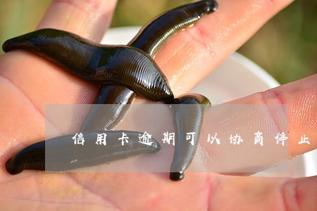 信用卡逾期可以协商停止还款吗 信用卡逾期可以协商停止还款吗