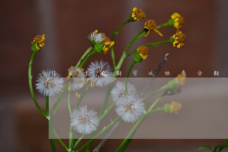 信用卡逾期可以协商分期靠谱吗 信用卡逾期可以协商分期靠谱吗