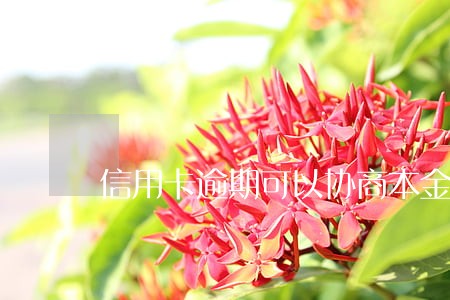 信用卡逾期可以协商本金分期么 信用卡逾期可以协商本金分期么