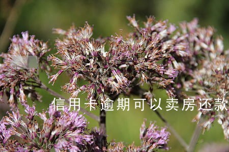 信用卡逾期可以卖房还款吗 信用卡逾期可以卖房还款吗