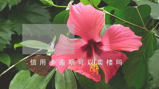 信用卡逾期可以卖楼吗 信用卡逾期可以卖楼吗