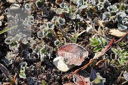 信用卡逾期可以去金门吗