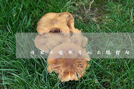 信用卡逾期可以去银行处理掉吗 信用卡逾期可以去银行处理掉吗