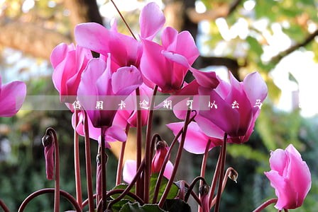 信用卡逾期可以去马来西亚吗