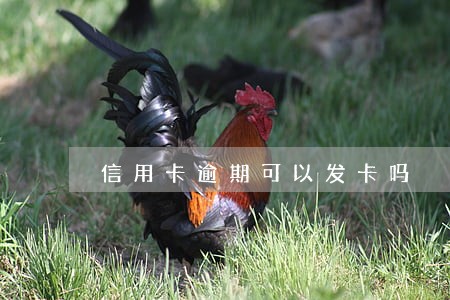 信用卡逾期可以发卡吗