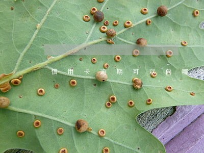信用卡逾期可以向哪个银行协商 信用卡逾期可以向哪个银行协商