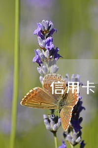 信用卡逾期可以向金融简单说 信用卡逾期可以向金融简单说