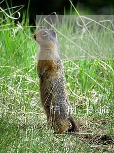 信用卡逾期可以和当地银行协商