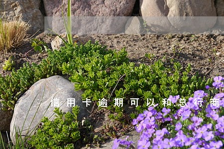 信用卡逾期可以和总行商量吗 信用卡逾期可以和总行商量吗