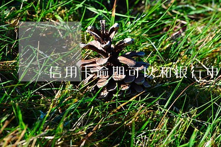 信用卡逾期可以和银行申请