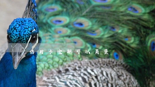 信用卡逾期可以商量 信用卡逾期可以商量