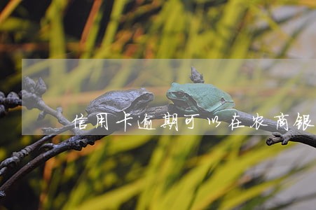 信用卡逾期可以在农商银行信贷么