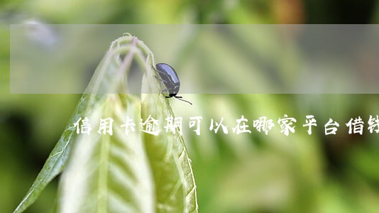 信用卡逾期可以在哪家平台借钱