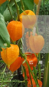 信用卡逾期可以在那里借钱 信用卡逾期可以在那里借钱