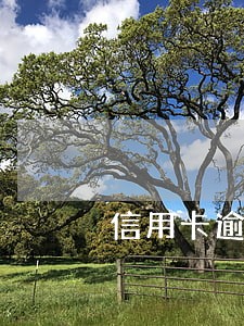 信用卡逾期可以在银行后台洗吗