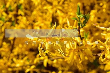 信用卡逾期可以失联嘛 信用卡逾期可以失联嘛