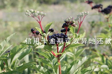 信用卡逾期可以异地还款吗 信用卡逾期可以异地还款吗